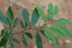 Cynometra travancorica